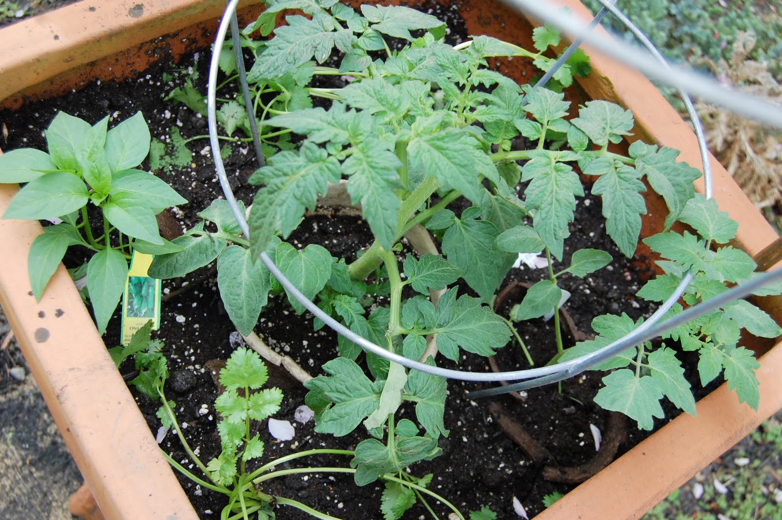 salsa garden in container
