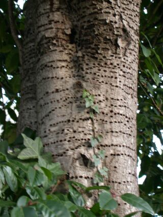 Tree with shallow holes in neat rows, in the bark of the trees.