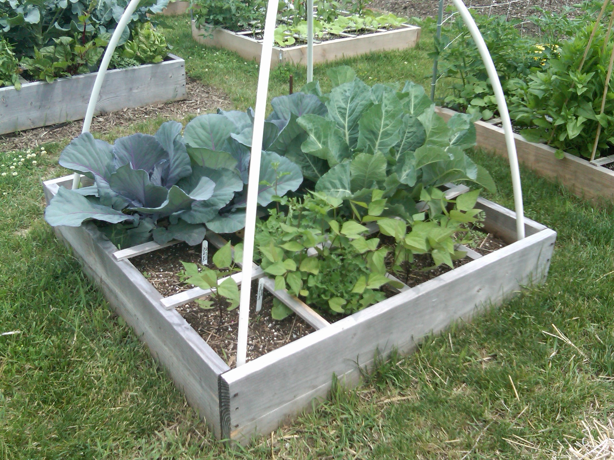 square foot garden