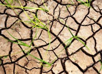 drought-afflicated-crops-205x150