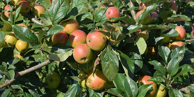 apples on tree branch