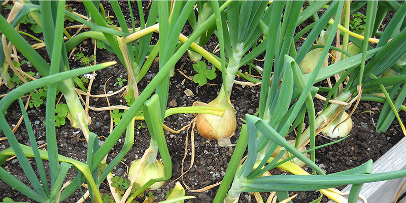 onions growing