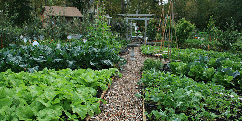 food garden with raised beds and wood chip pathways