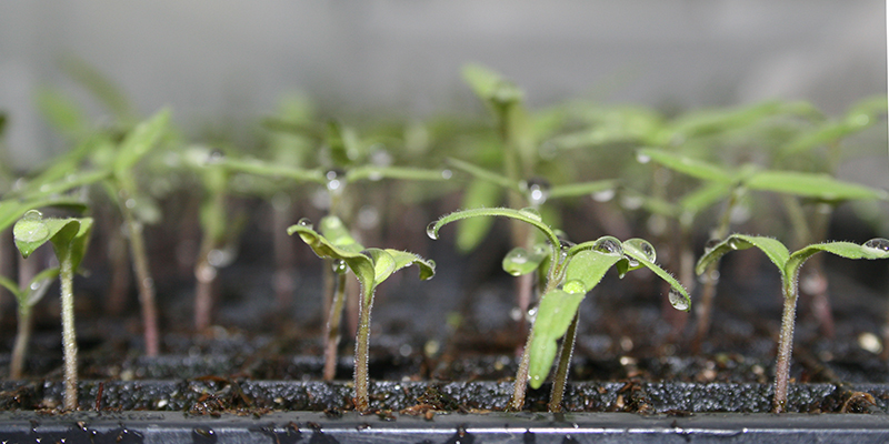 just sprouted tomato seedlings in tray