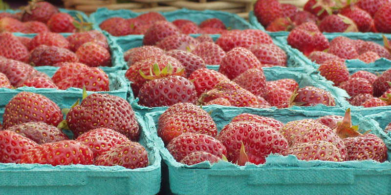 fresh strawberries in cartons
