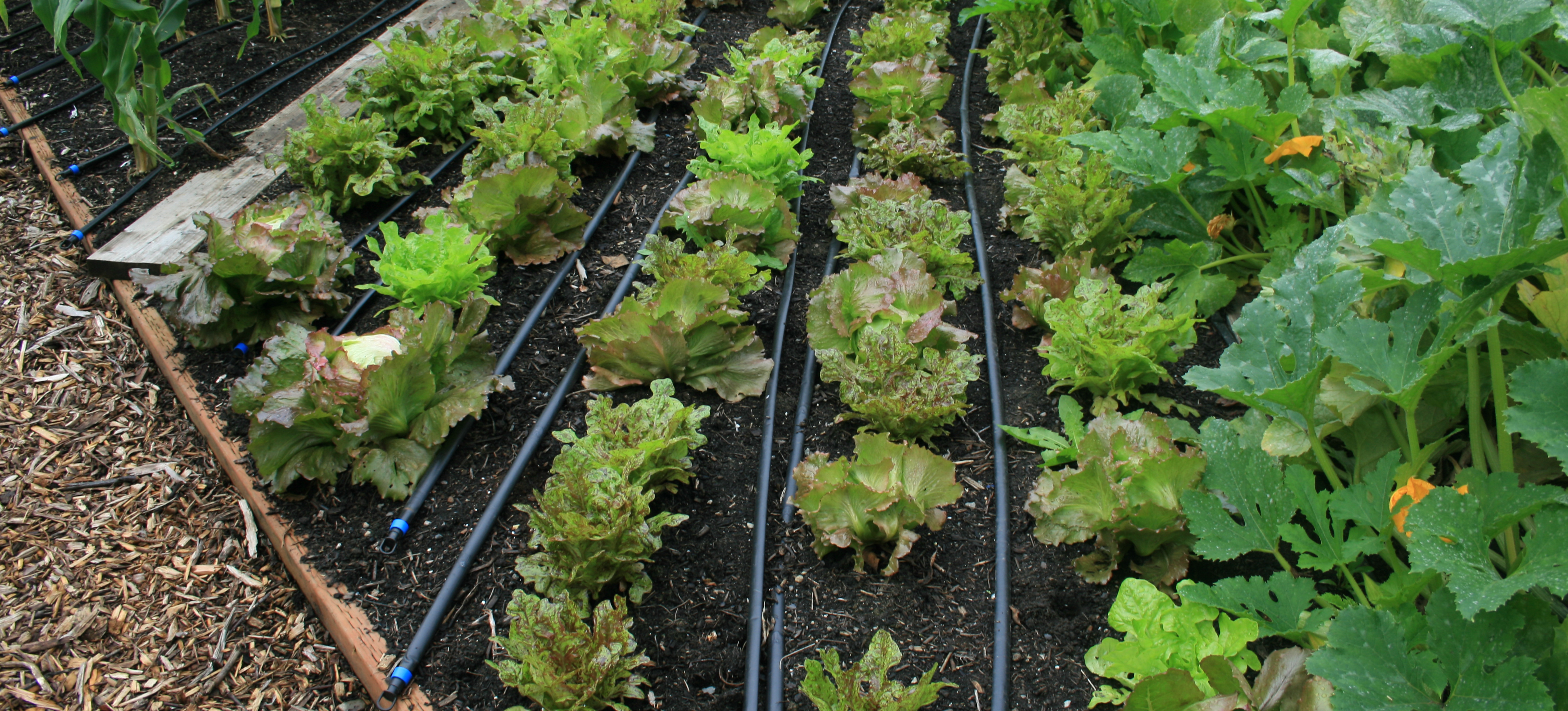 Raised bed garden planted with lettuce and drip irrigation