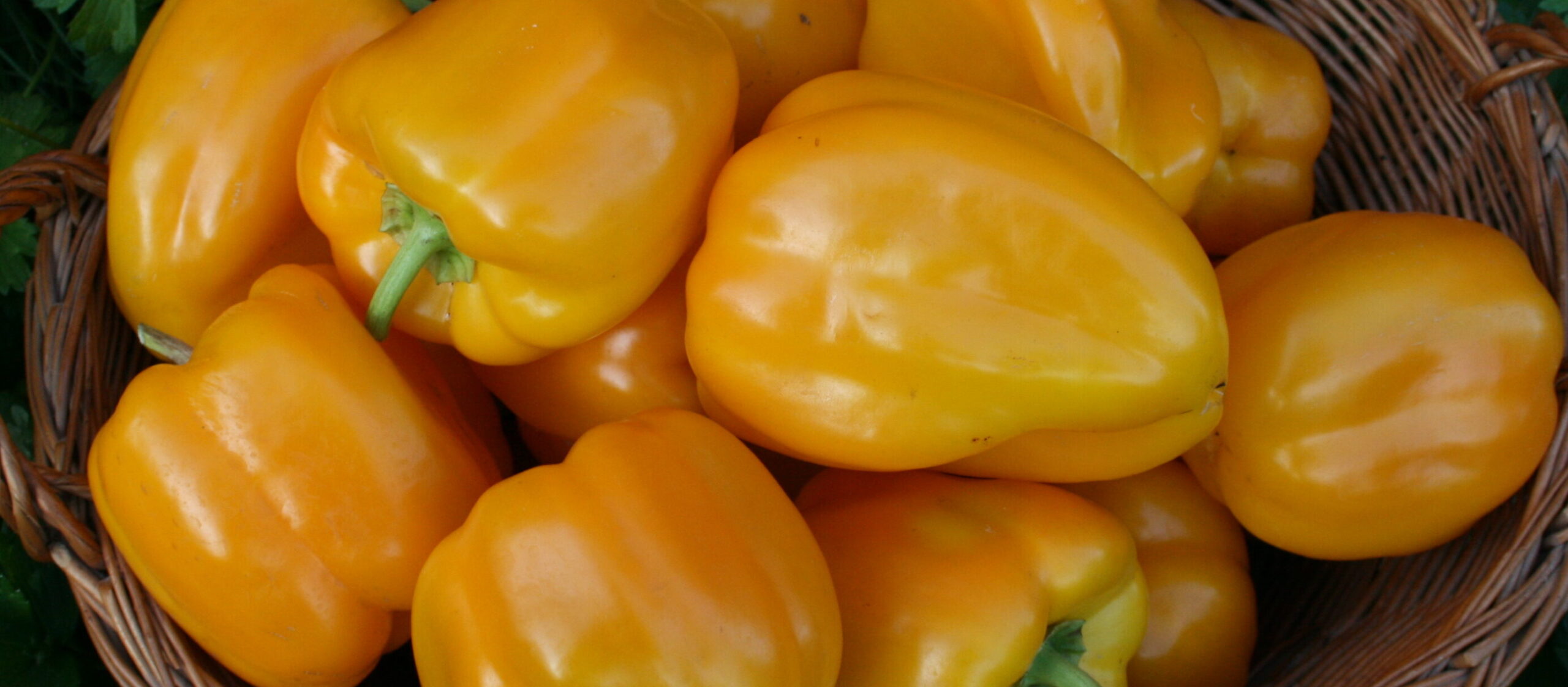 Golden Bell sweet pepper