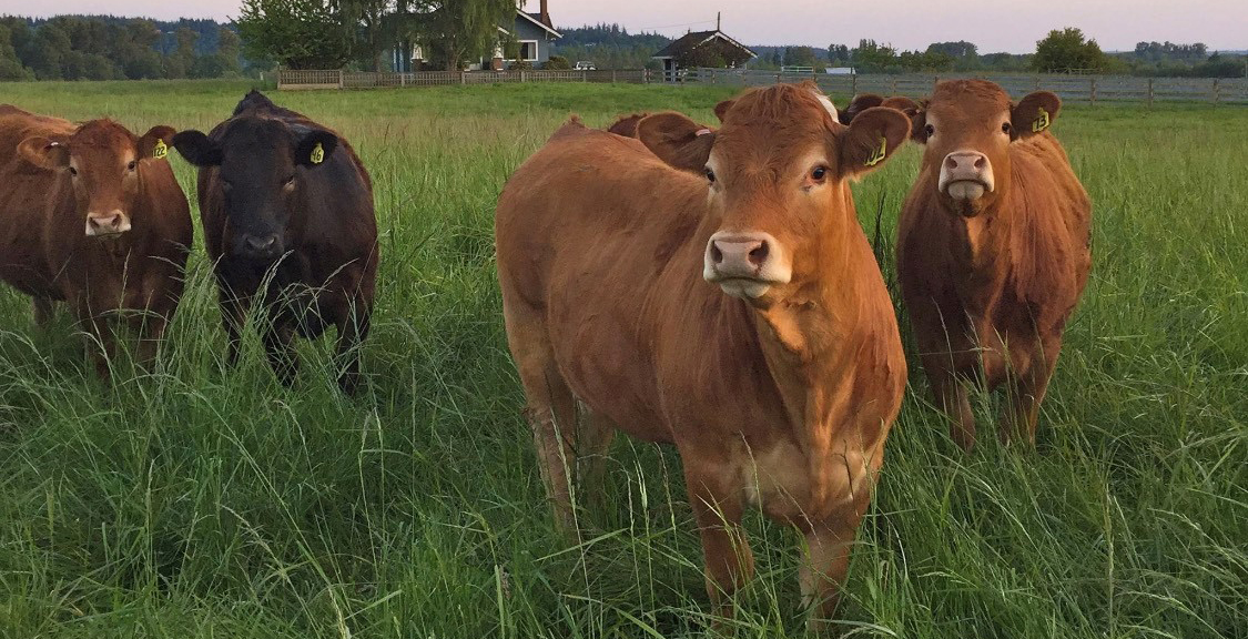 jersey cows in lush field