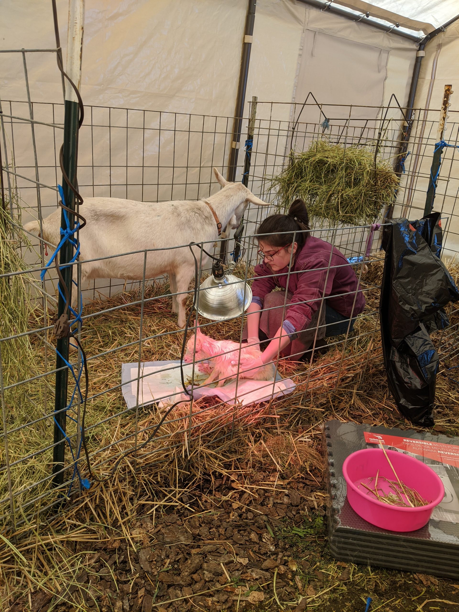 Kayla with baby goat and mama goat