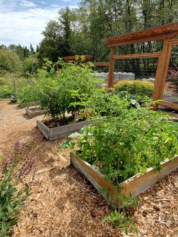Raised garden beds are large boxes often made of wood, filled with soil, which can act as a garden bed