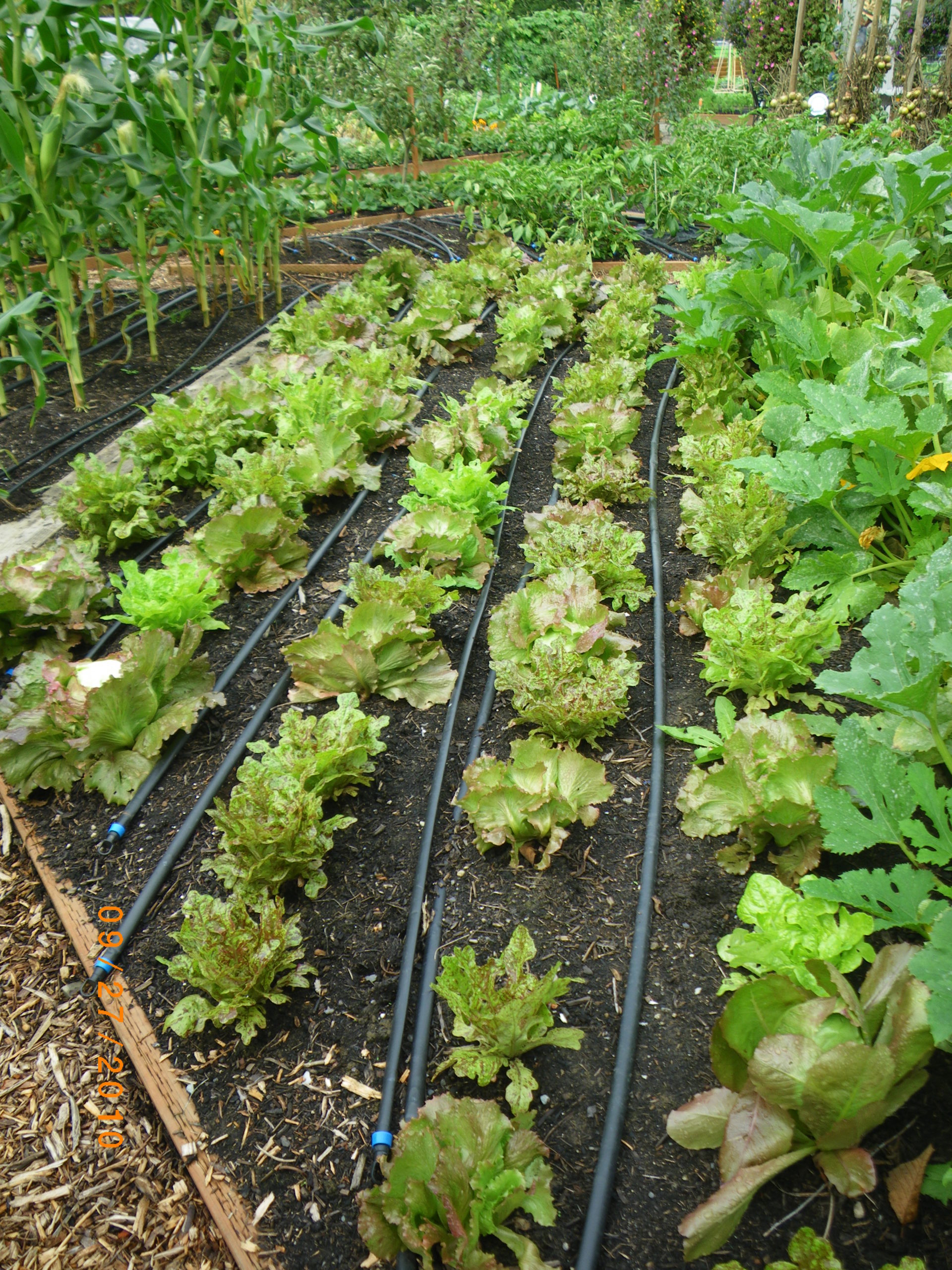 Rows of lettuce are divided by thin black tubing that make up a simple, but effective drip irrigation system for easy watering and water conservation.