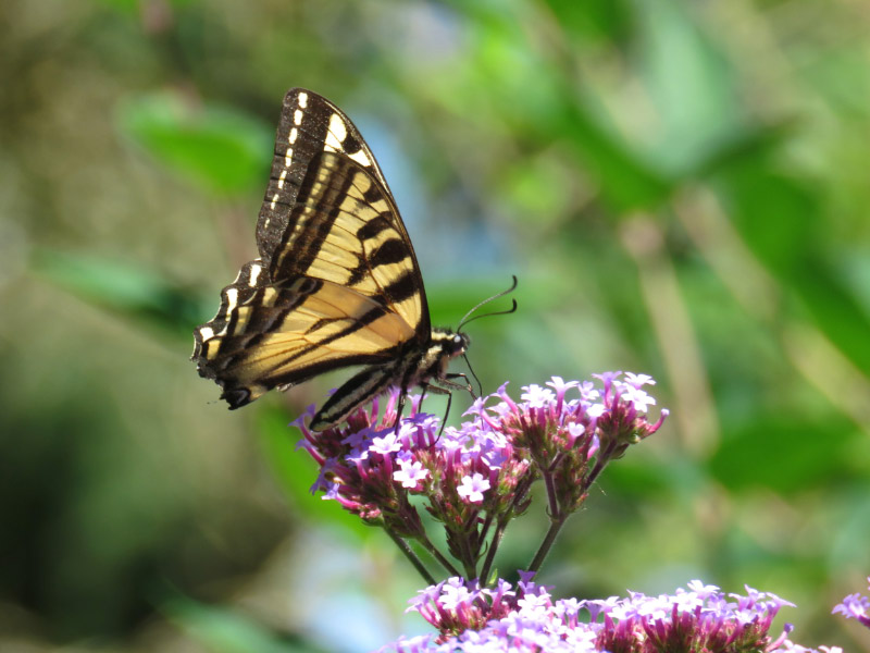 orange and black butterfly pollinating a flower