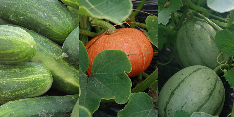 cucumber squash melon plants