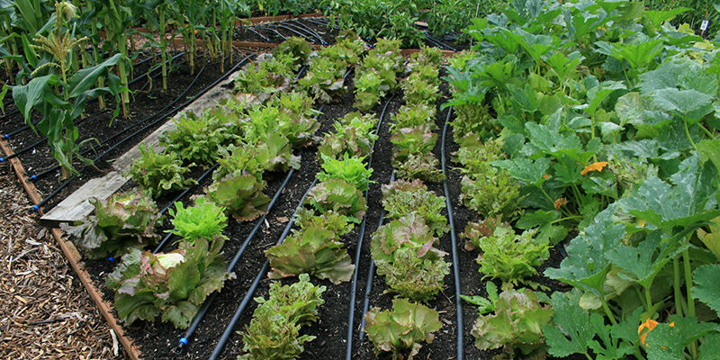 several raised beds with drip irrigation