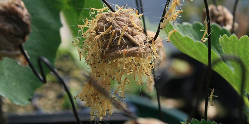 just-hatched praying mantis