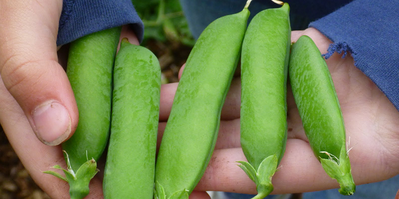 pea pods in hand