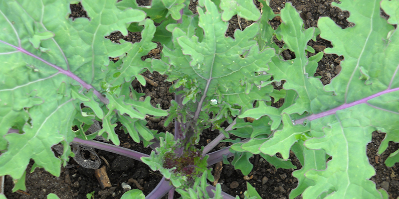 red russian kale plant
