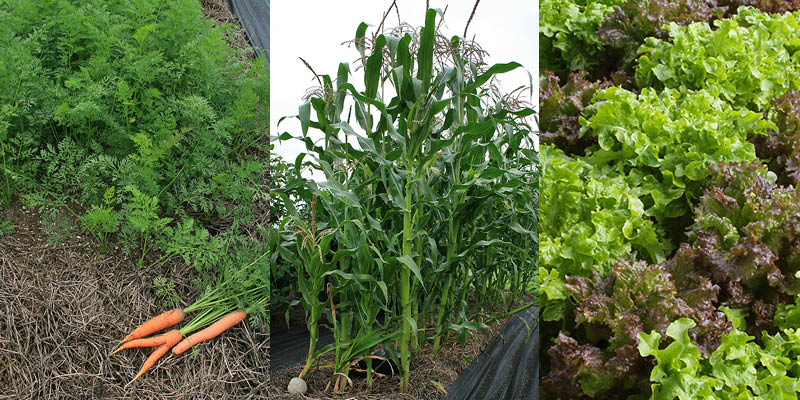 beds of carrots corn lettuce