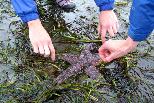 Sea star at low tide in Puget Sound