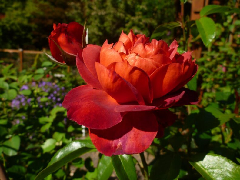 Ared and orange rose in full bloom, from the Jennings Park MG Demonstration Garden.