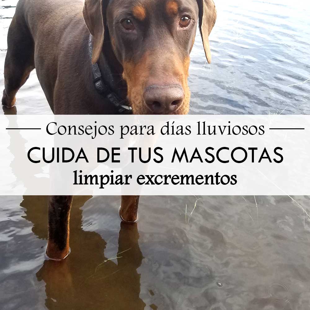 A brown dog stands in shallow water. Overlaid text in Spanish reads: “Consejos para días lluviosos — Cuida de tus mascotas, limpiar excrementos,” meaning “Tips for rainy days — Take care of your pets, clean up waste.”
