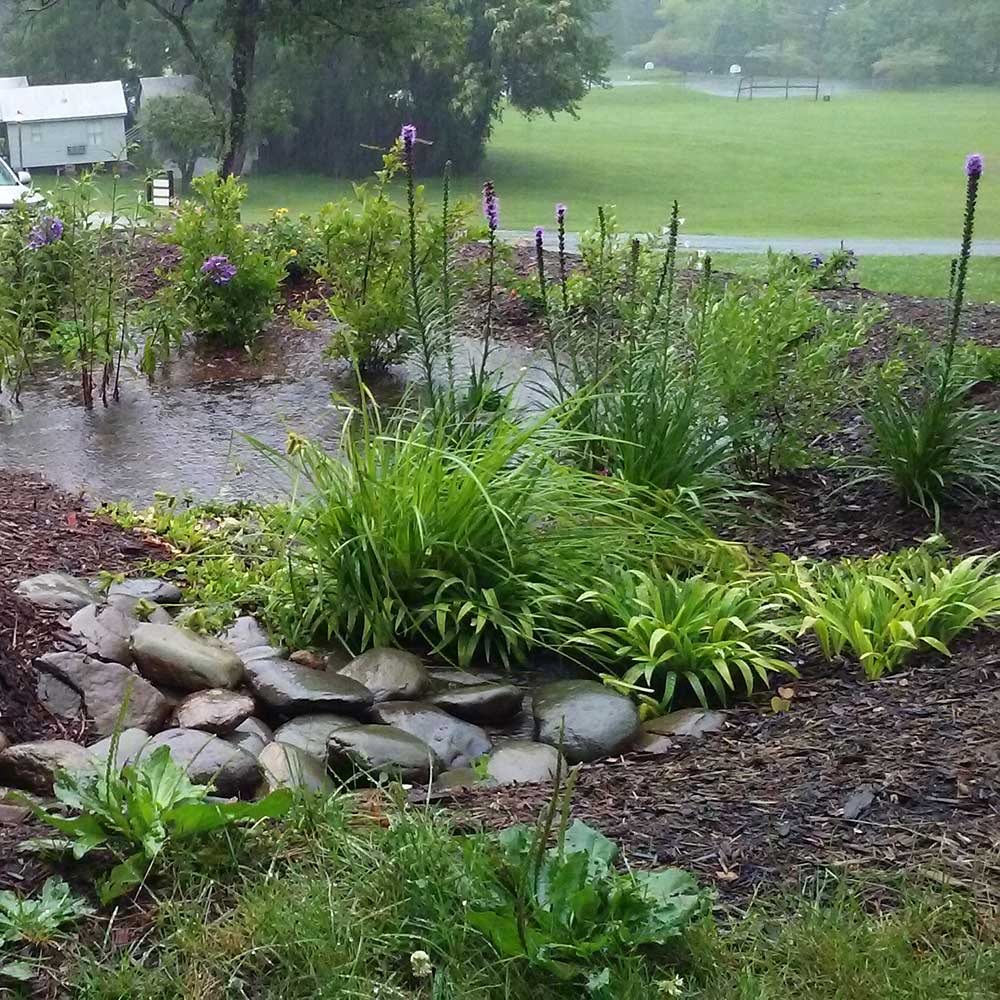 A rain garden with flowering plants and grasses collects stormwater, with rocks forming a small drainage area. A grassy field and trees are visible in the background.