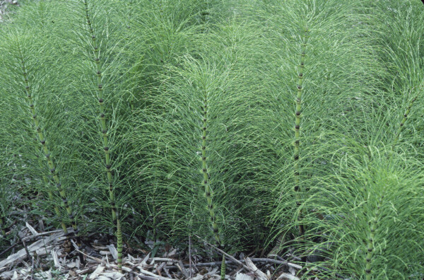 Field of horsetail