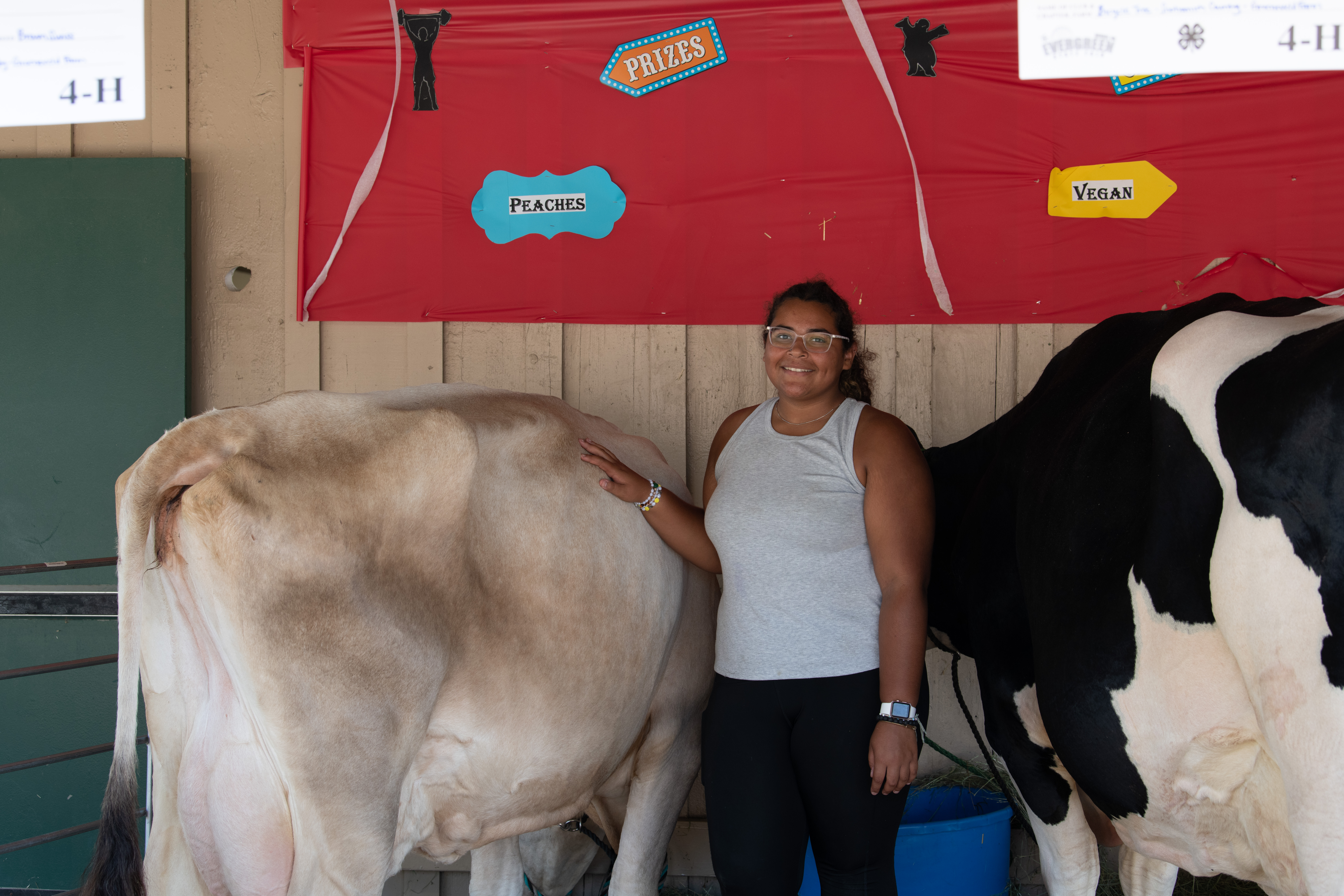 teenage girl with her cows at fair.