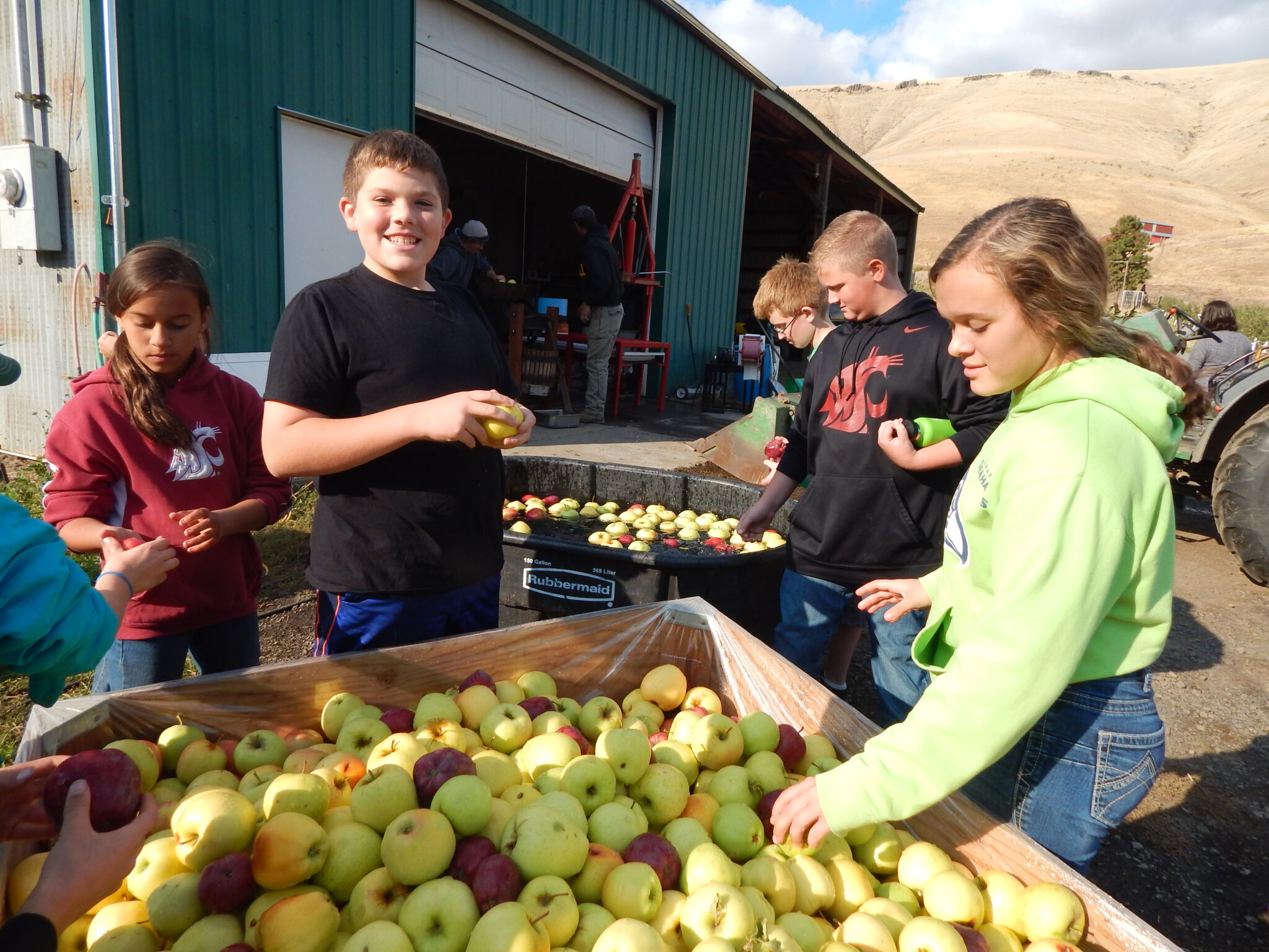 Several youth picking apples out of barrels after they've been freshly picked.