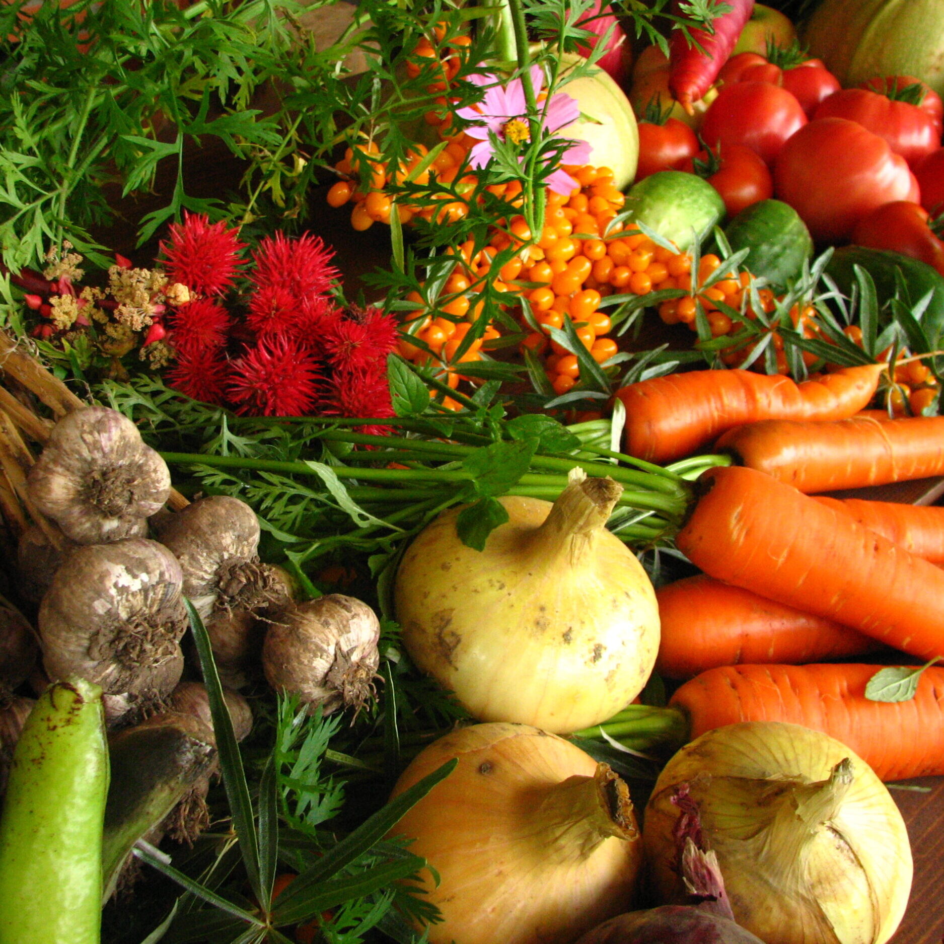 Variety of colorful vegetables.
