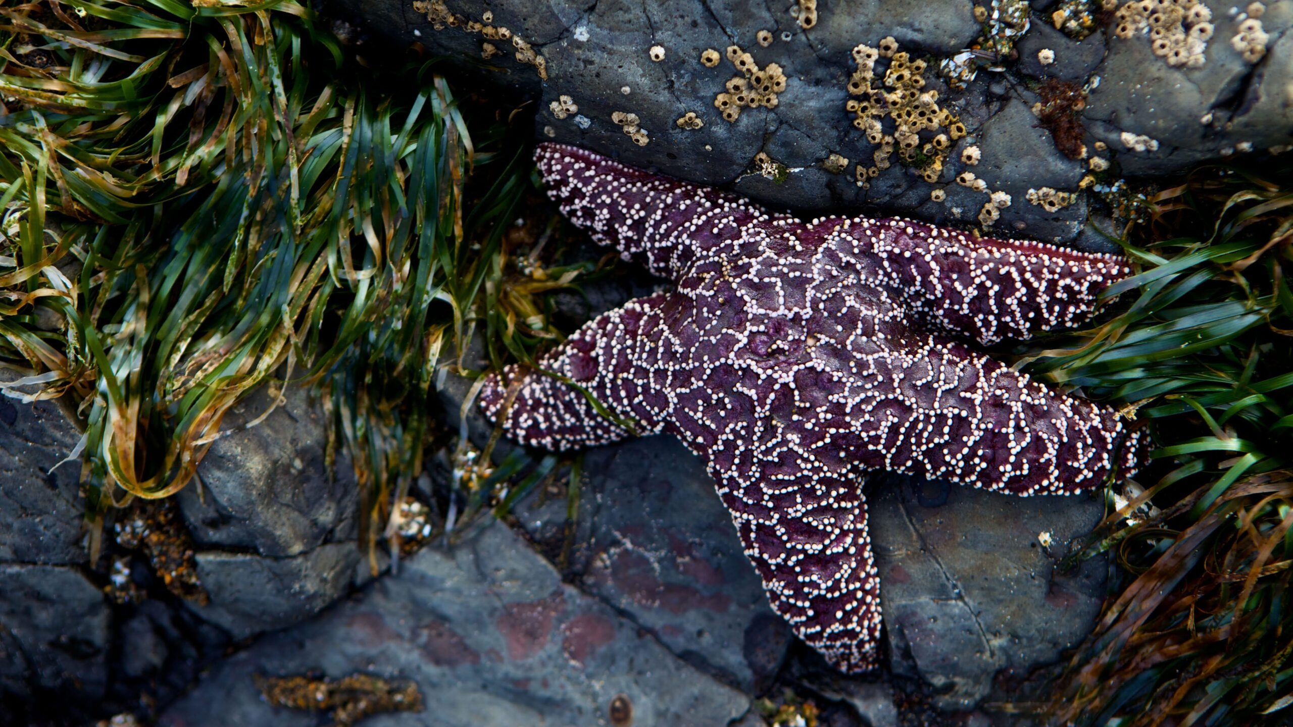 A purple sea star (Pisaster ochraceus) awaits the tide among the algea at Yachats State Park on the Oregon Coast.