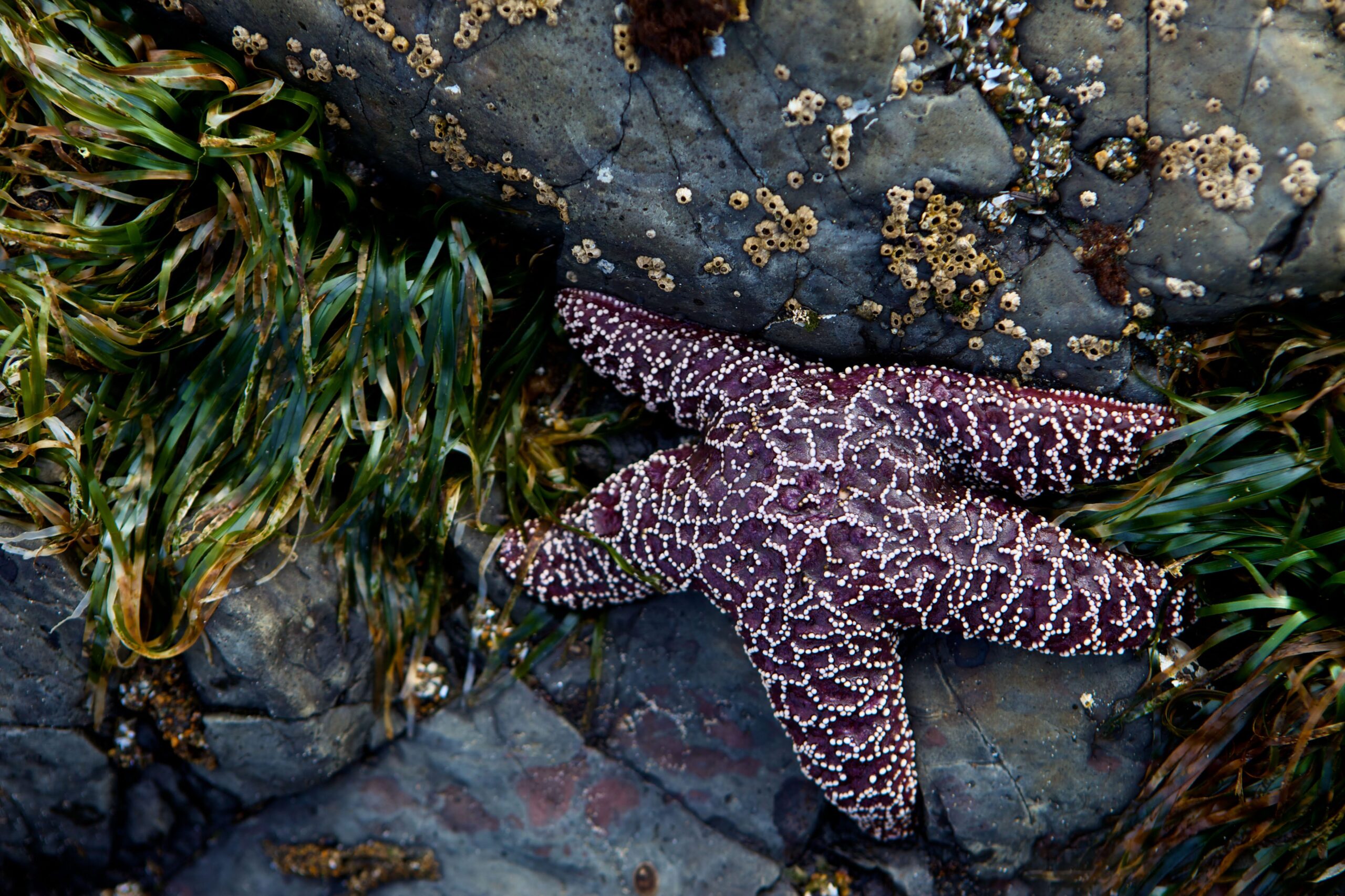 purple sea star and sea grass at low tide