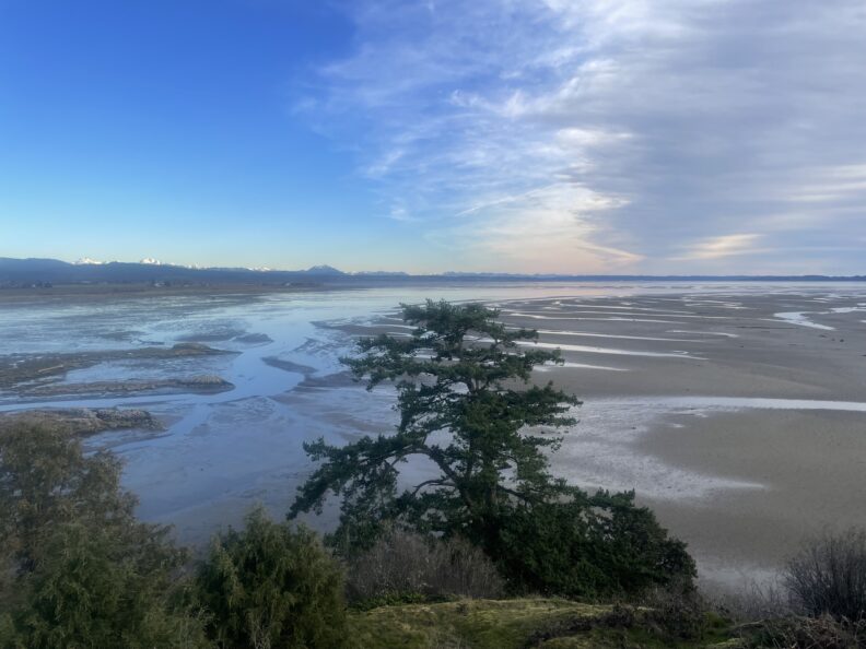 tree looking over the Skagit river delta