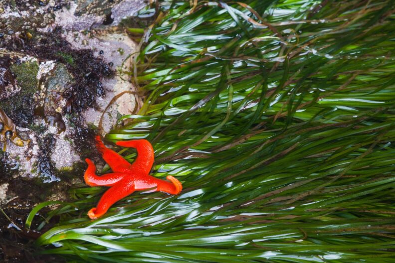 A blood star on eel grass at low tide
