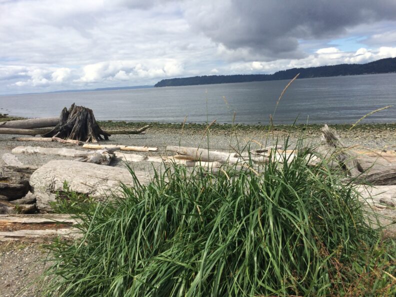 dune grass and driftwood at Mukilteo Lighthouse Park
