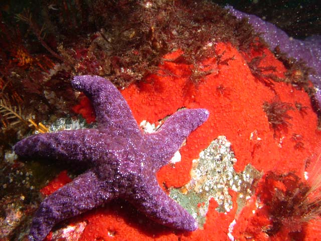 purple sea star crawling on a red sponge