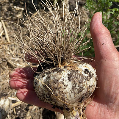 A hand holding a freshly harvested garlic bulb with roots still attached, covered in soil.