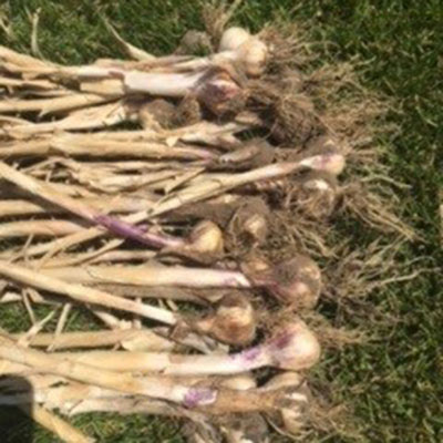 A pile of freshly harvested garlic plants with bulbs, stems, and roots drying on grass.