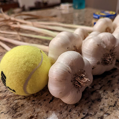 Several harvested garlic bulbs with stems rest on a countertop beside a yellow tennis ball for size comparison.