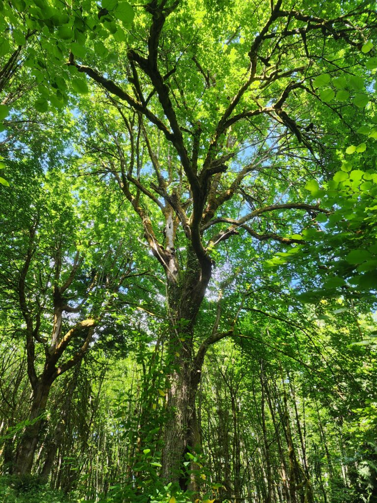 A large bigleaf maple in a hardwood forest.