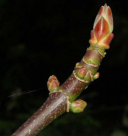 A bigleaf maple branch with swelling buds.