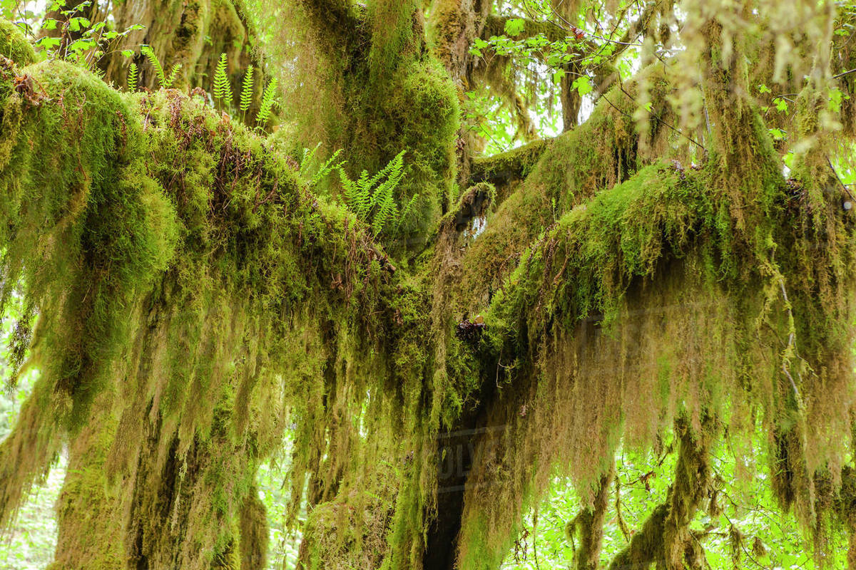 A maple tree covered in epiphytes.