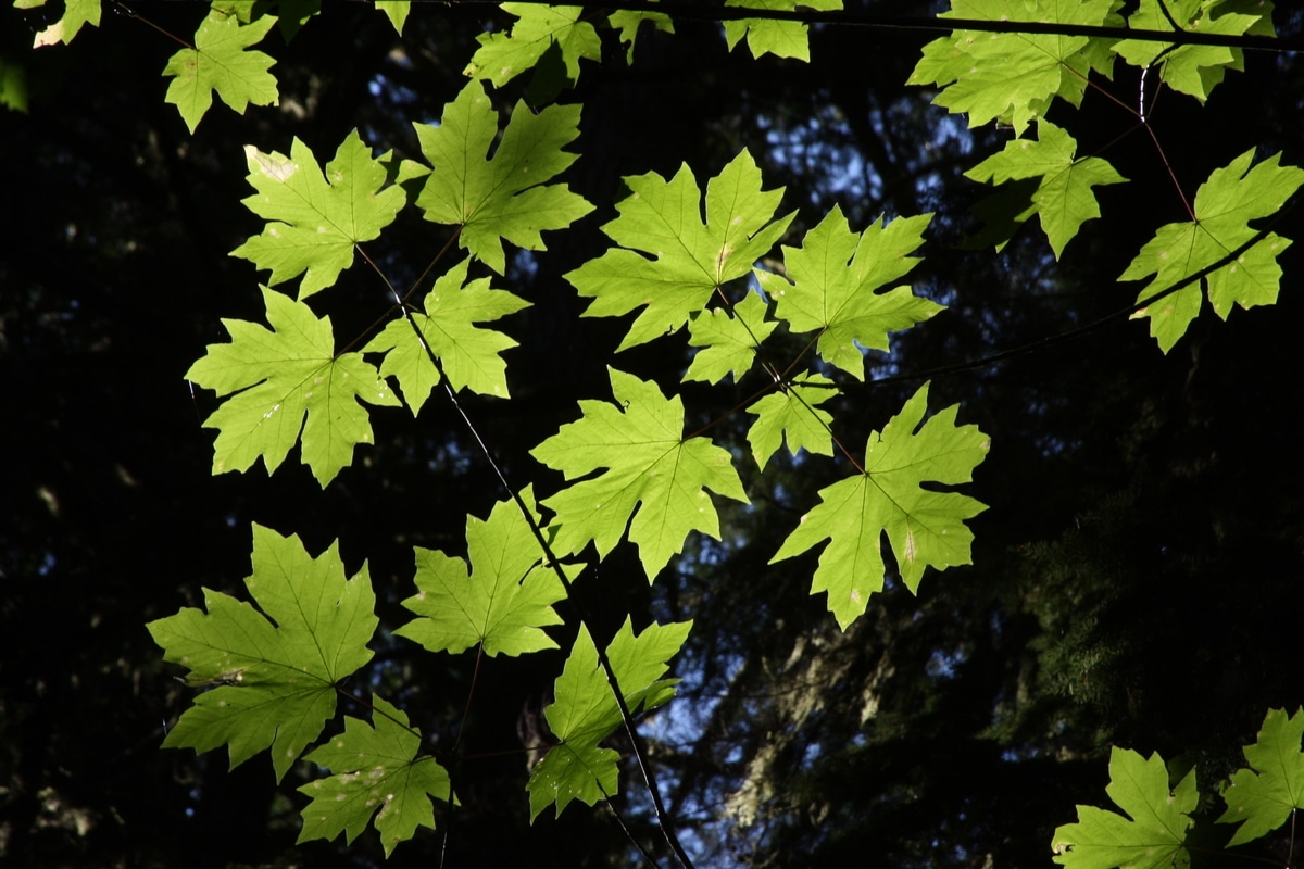 Maple leaves in a forest canopy.