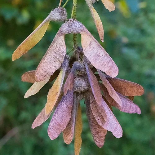 bigleaf maple seeds hanging from a tree.