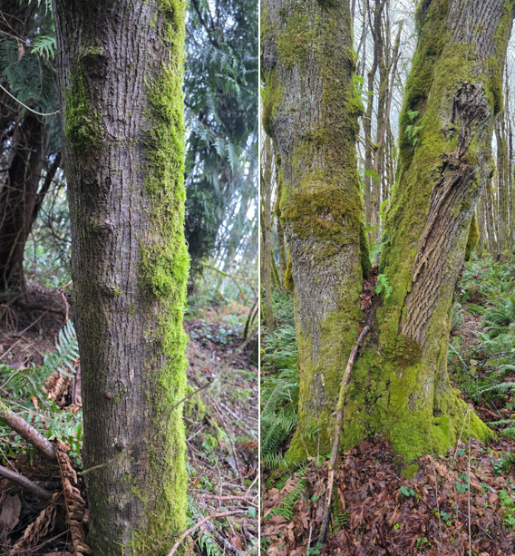 Two side by side pictures of maple bark: one young, one old. 