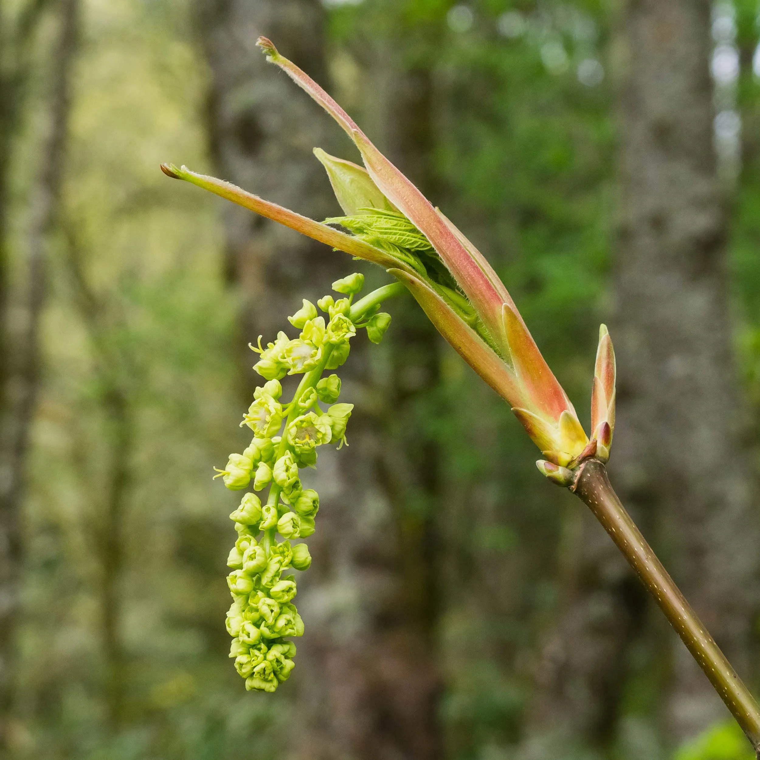 A bigleaf maple flower.