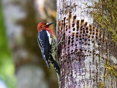 A red-breasted sapsucker on a maple tree.