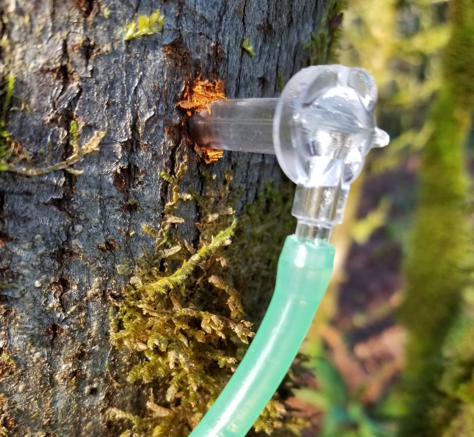 A spile in a maple tree.