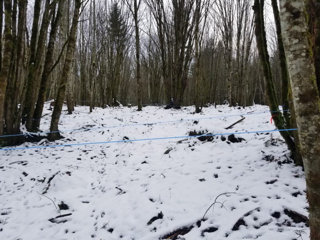 Snow on the ground in a sugarbush.