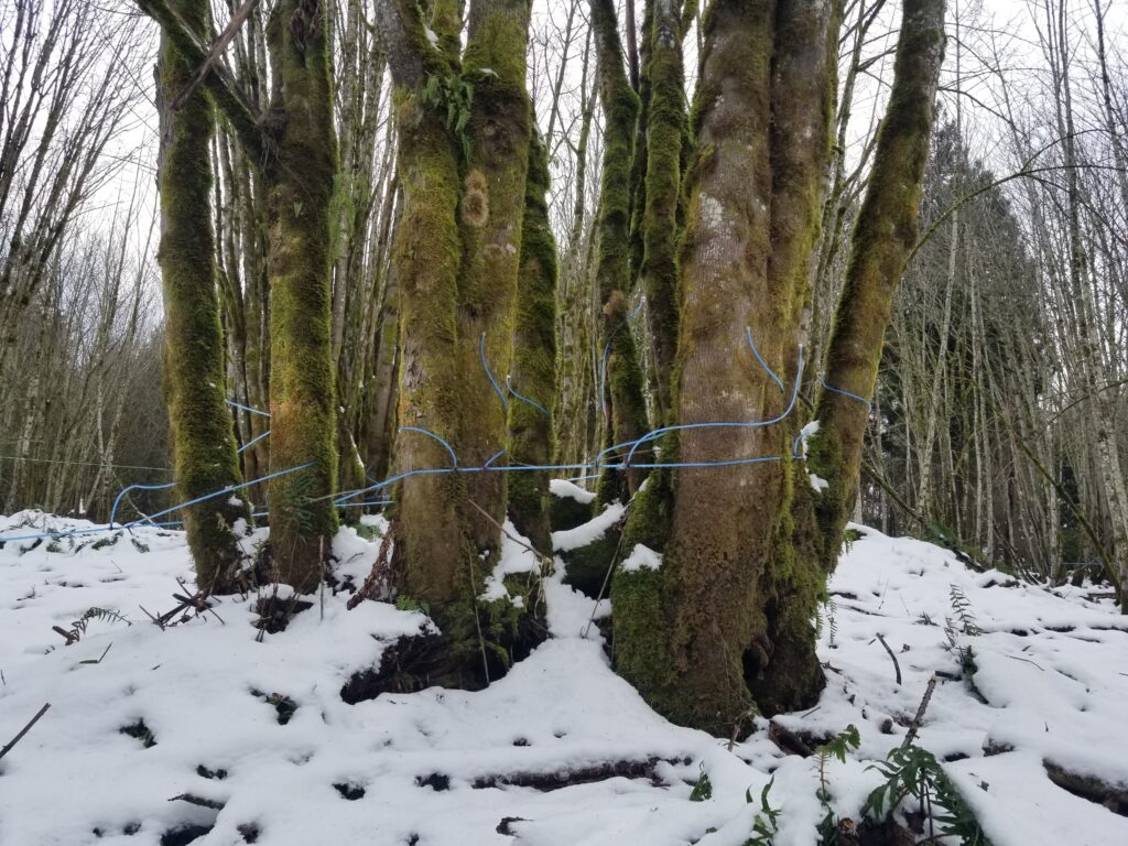 A maple tree tapped in the snow using plastic tubing.